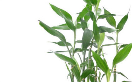 2033年农历八月十五是不是乔迁吉日 今日乔迁新居好不好