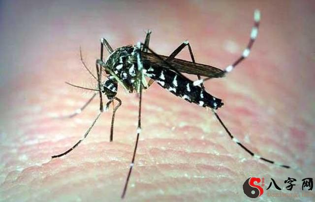 梦见蚊子一直在耳边叫