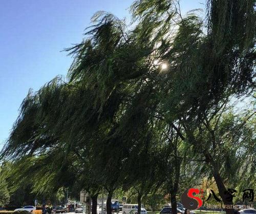 梦见刮风刮的特别大